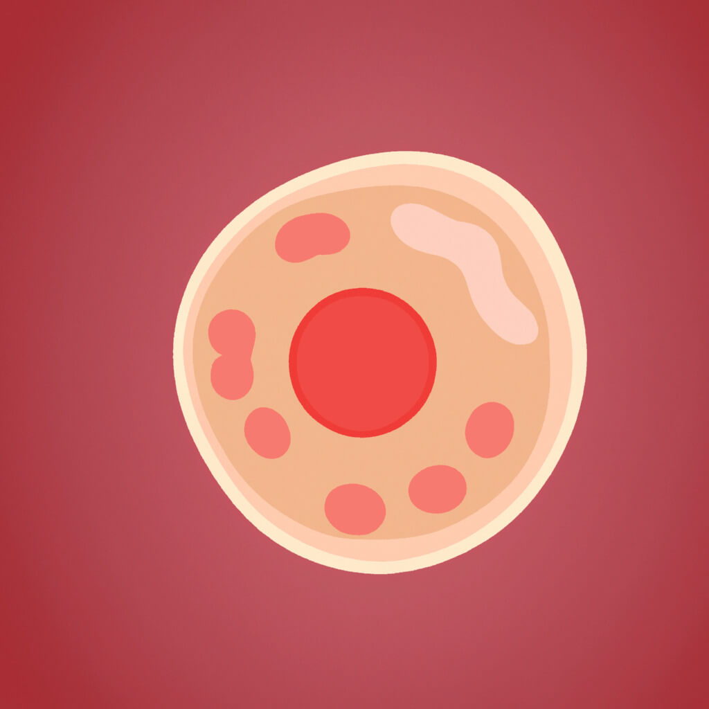 blastocyst 1